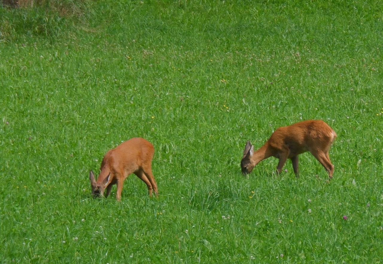 Locus Malontina Hotel Gmünd Esterno foto